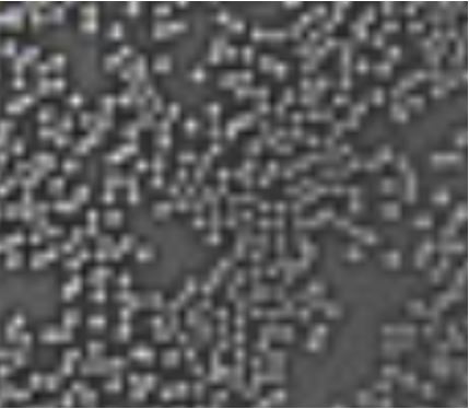 G-4 Polymer Particles for Water Conformance